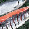 北洋産　紅鮭